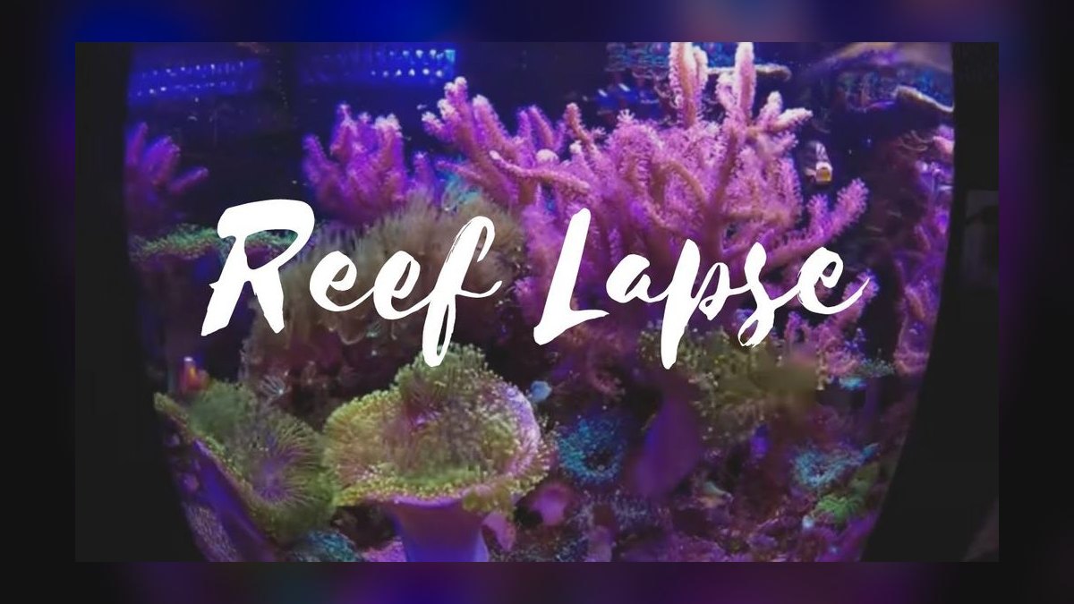 Top 10 Nano Reef Tanks 2026 — Best Overall + Best Value — figure 10