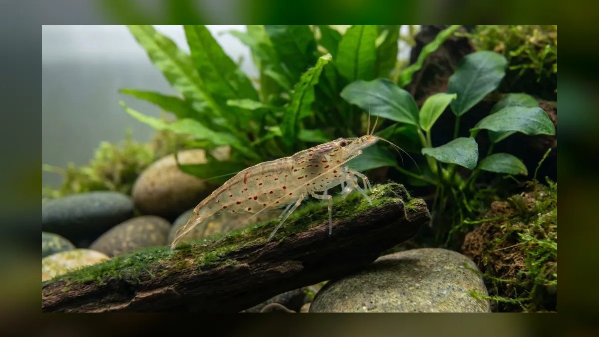 Top 10 Siamese Algae Eater Alternatives in 2027 — figure 1