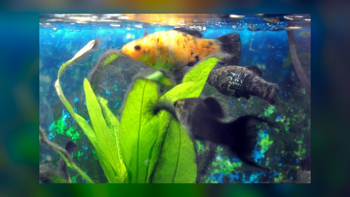 Top 10 Siamese Algae Eater Alternatives in 2027 — figure 10