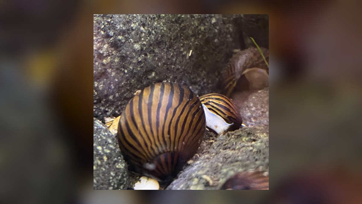 Top 10 Siamese Algae Eater Alternatives in 2027 — figure 2