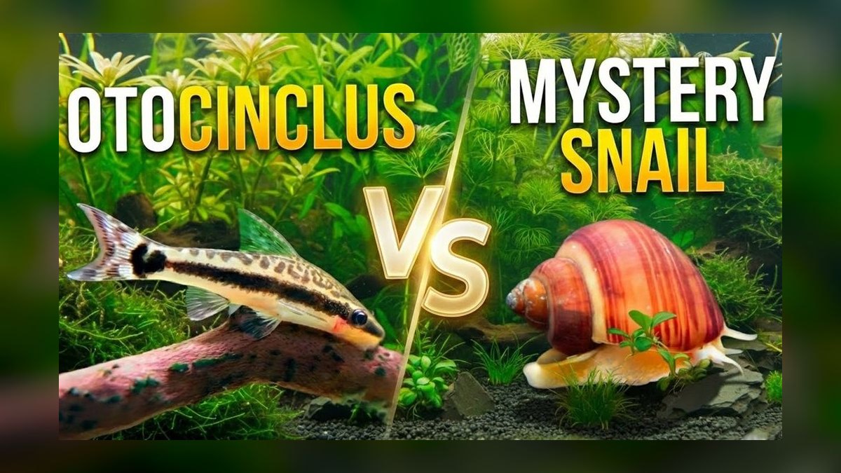 Top 10 Siamese Algae Eater Alternatives in 2027 — figure 8