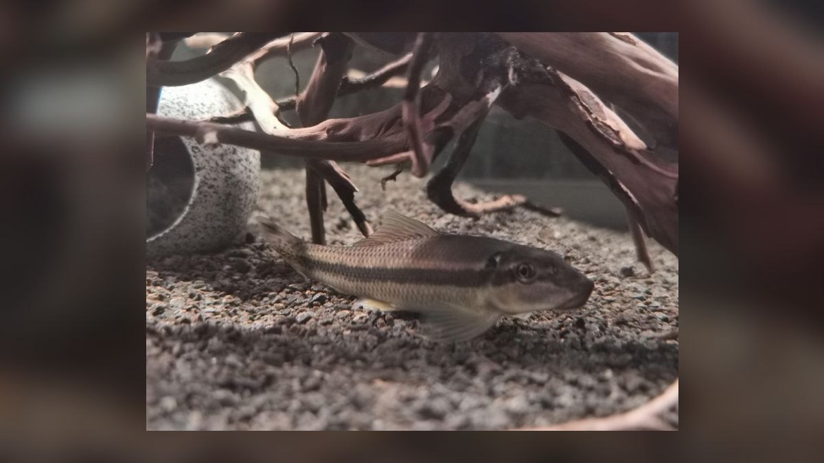 Top 10 Siamese Algae Eater Alternatives in 2027 — figure 9