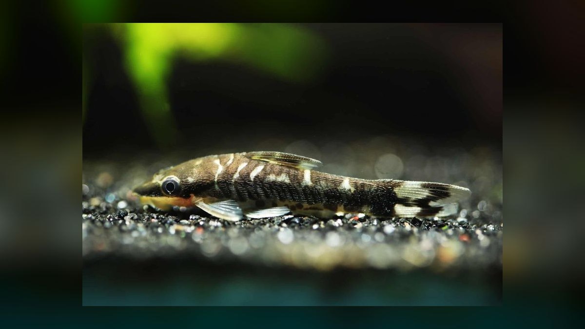 Top 10 Siamese Algae Eater Alternatives 2026 — figure 1