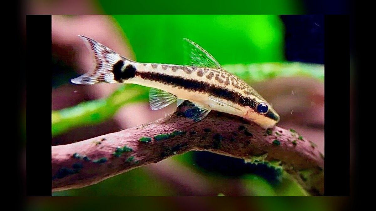 Top 10 Siamese Algae Eater Alternatives 2026 — figure 4