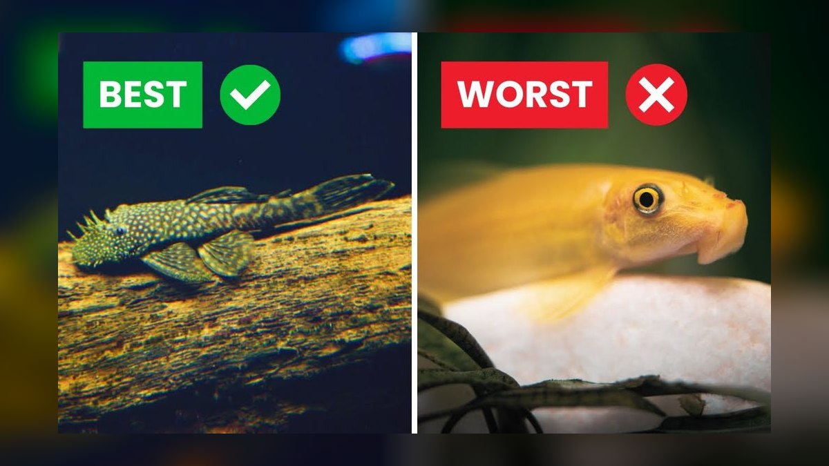 Top 10 Siamese Algae Eater Alternatives 2026 — figure 5