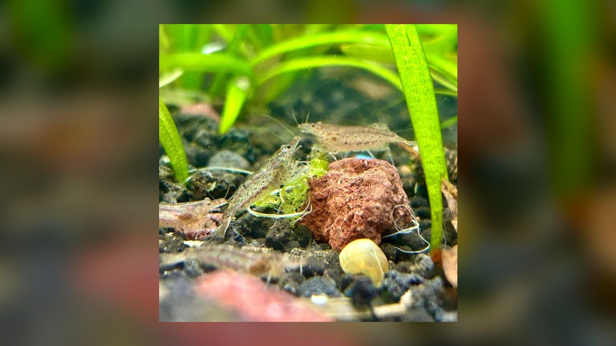 Top 10 Siamese Algae Eater Alternatives 2026 — figure 6