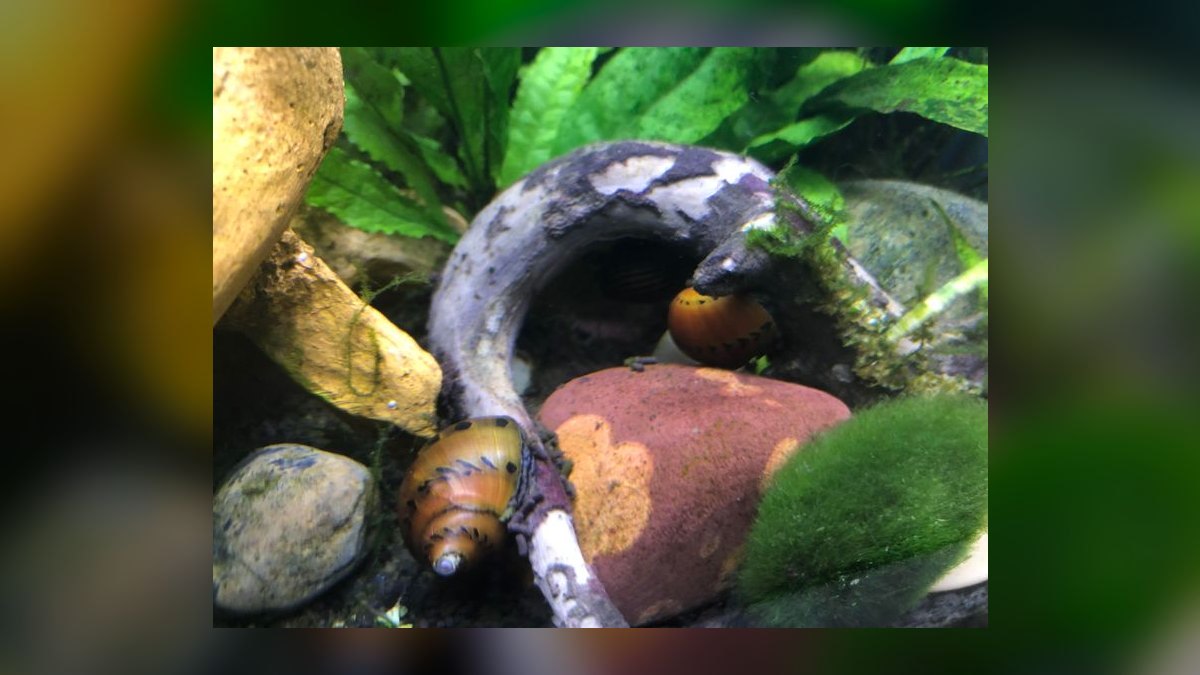 Top 10 Siamese Algae Eater Alternatives 2026 — figure 8