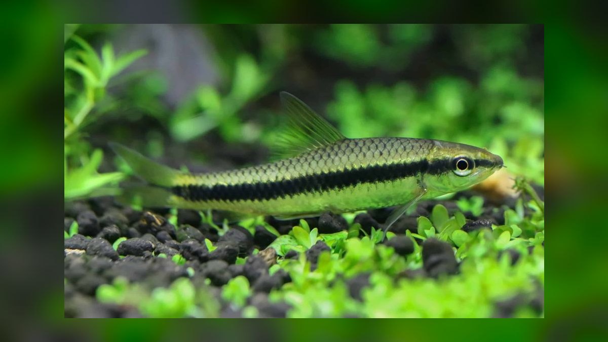 Top 10 Siamese Algae Eater Alternatives 2026