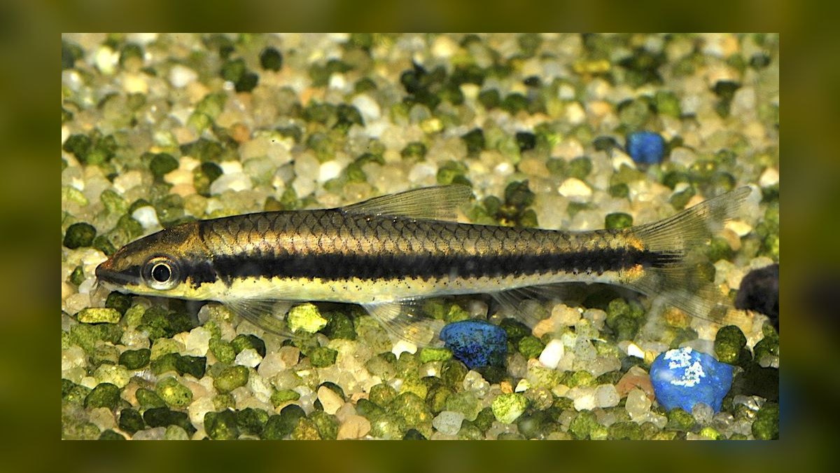 Top 10 Siamese Algae Eater Alternatives 2027 — figure 1