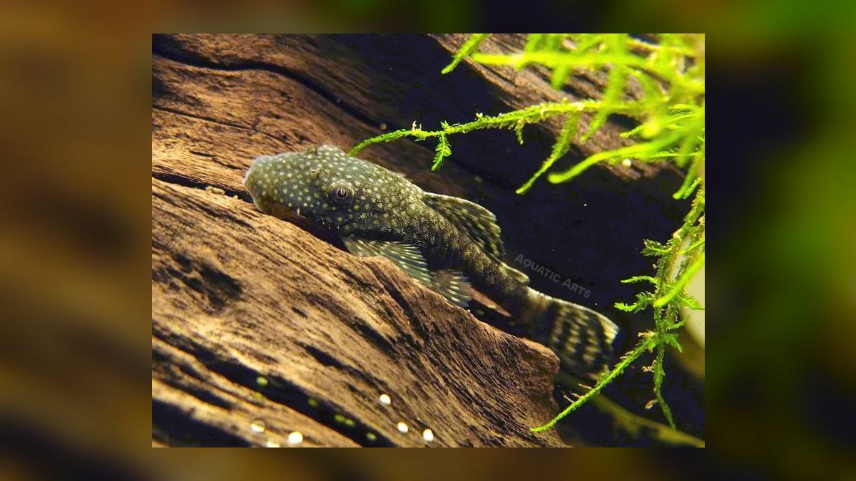 Top 10 Siamese Algae Eater Alternatives 2027 — figure 10
