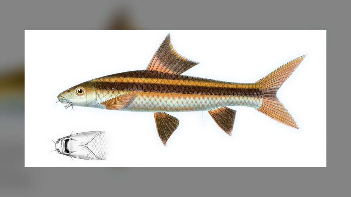 Top 10 Siamese Algae Eater Alternatives 2027 — figure 2