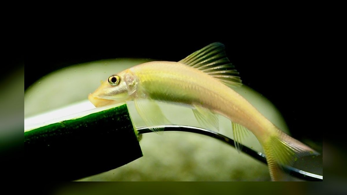 Top 10 Siamese Algae Eater Alternatives 2027 — figure 3