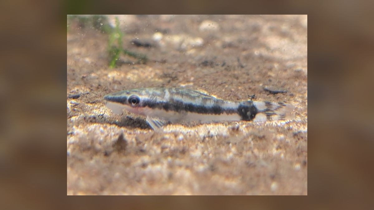 Top 10 Siamese Algae Eater Alternatives 2027 — figure 4