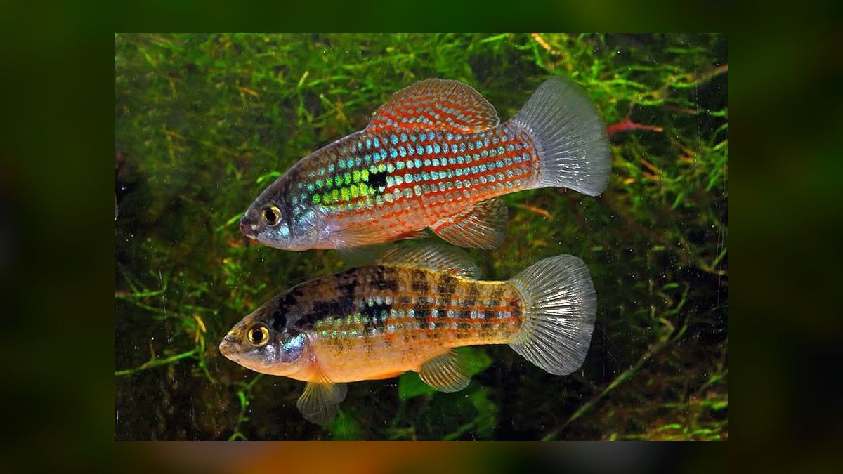 Top 10 Siamese Algae Eater Alternatives 2027 — figure 6