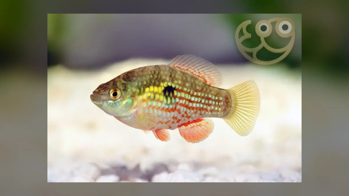 Top 10 Siamese Algae Eater Alternatives 2027 — figure 9