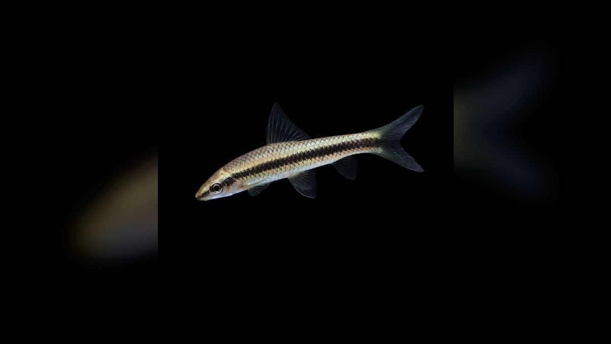 Top 10 Siamese Algae Eater Alternatives 2027