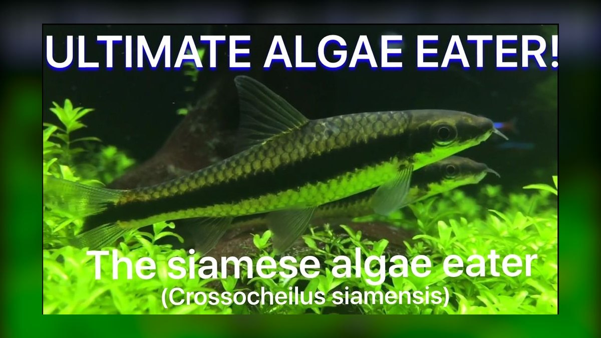 Top 10 Siamese Algae Eater vs Chinese Algae Eater Comparisons in 2027 — figure 1