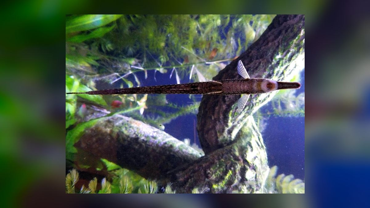 Top 10 Siamese Algae Eater vs Chinese Algae Eater Comparisons in 2027 — figure 10