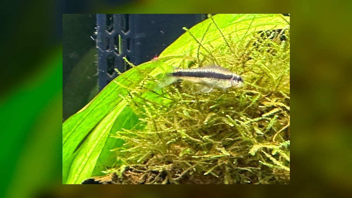Top 10 Siamese Algae Eater vs Chinese Algae Eater Comparisons in 2027 — figure 2