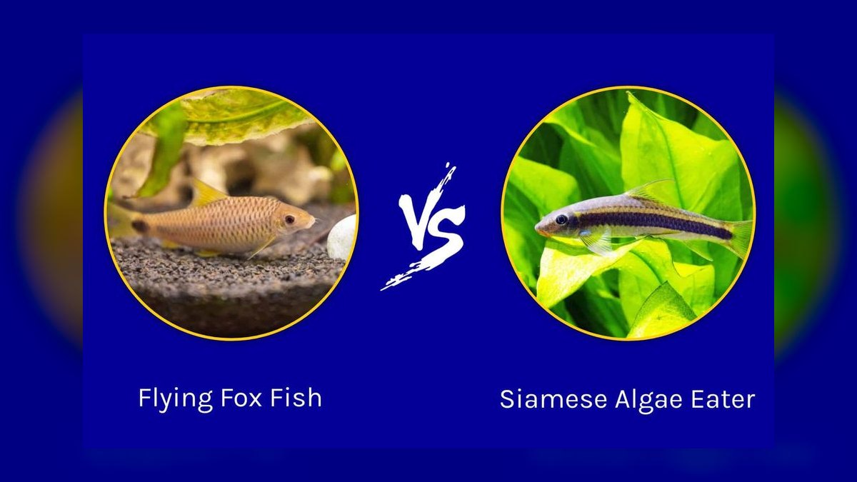 Top 10 Siamese Algae Eater vs Chinese Algae Eater Comparisons in 2027 — figure 3