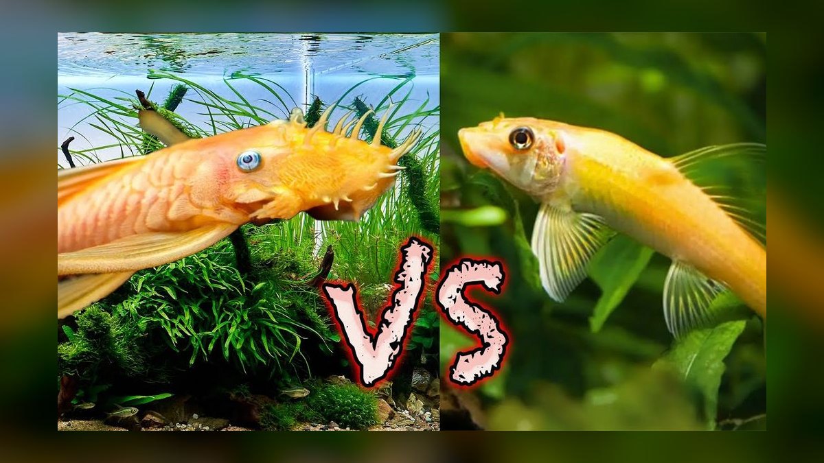 Top 10 Siamese Algae Eater vs Chinese Algae Eater Comparisons in 2027 — figure 4