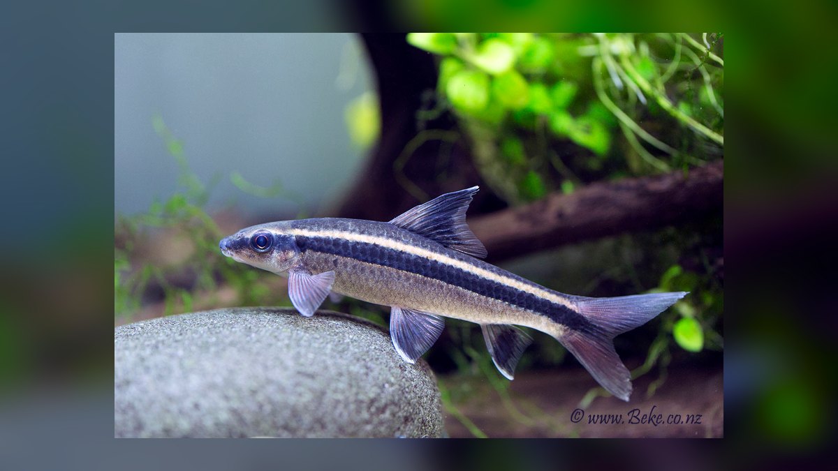 Top 10 Siamese Algae Eater vs Chinese Algae Eater Comparisons in 2027 — figure 5