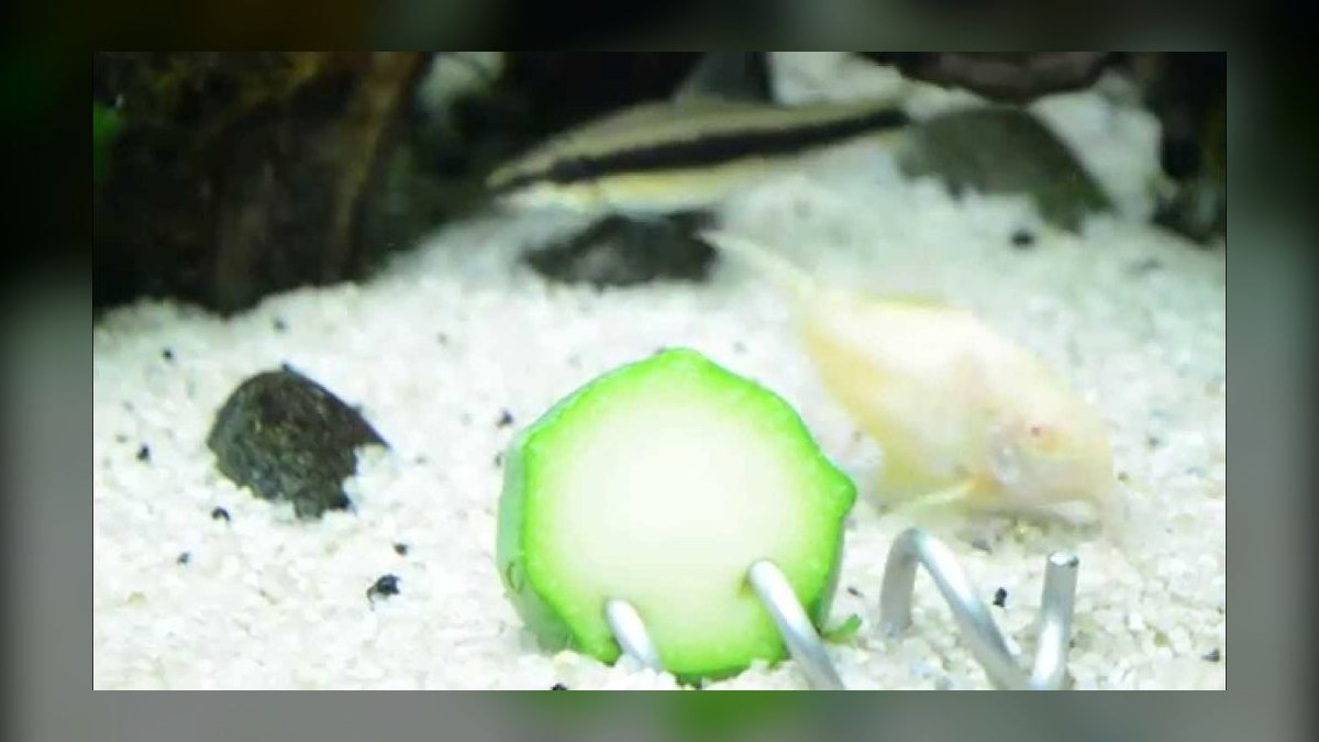 Top 10 Siamese Algae Eater vs Chinese Algae Eater Comparisons in 2027 — figure 6