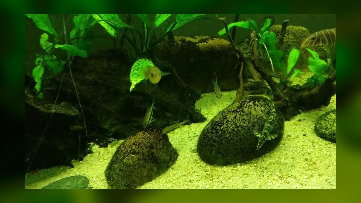Top 10 Siamese Algae Eater vs Chinese Algae Eater Comparisons in 2027 — figure 7