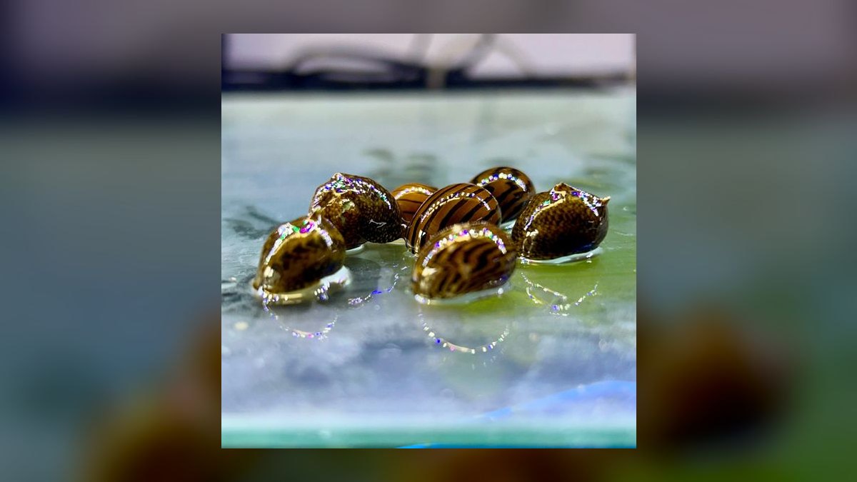 Top 10 Siamese Algae Eater vs Chinese Algae Eater Comparisons in 2027 — figure 8