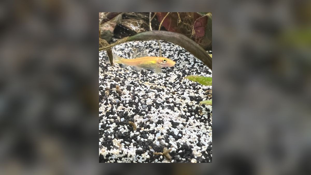 Top 10 Siamese Algae Eater vs Chinese Algae Eater Comparisons in 2027 — figure 9