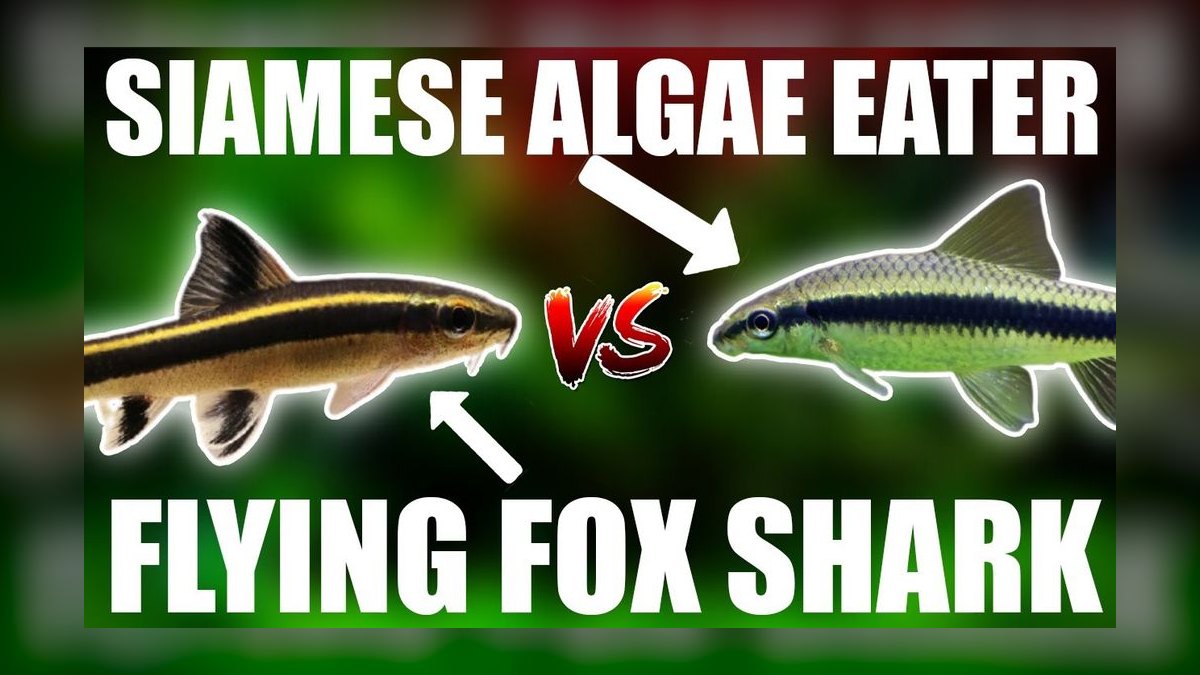 Top 10 Siamese Algae Eater vs Chinese Algae Eater Comparisons in 2027