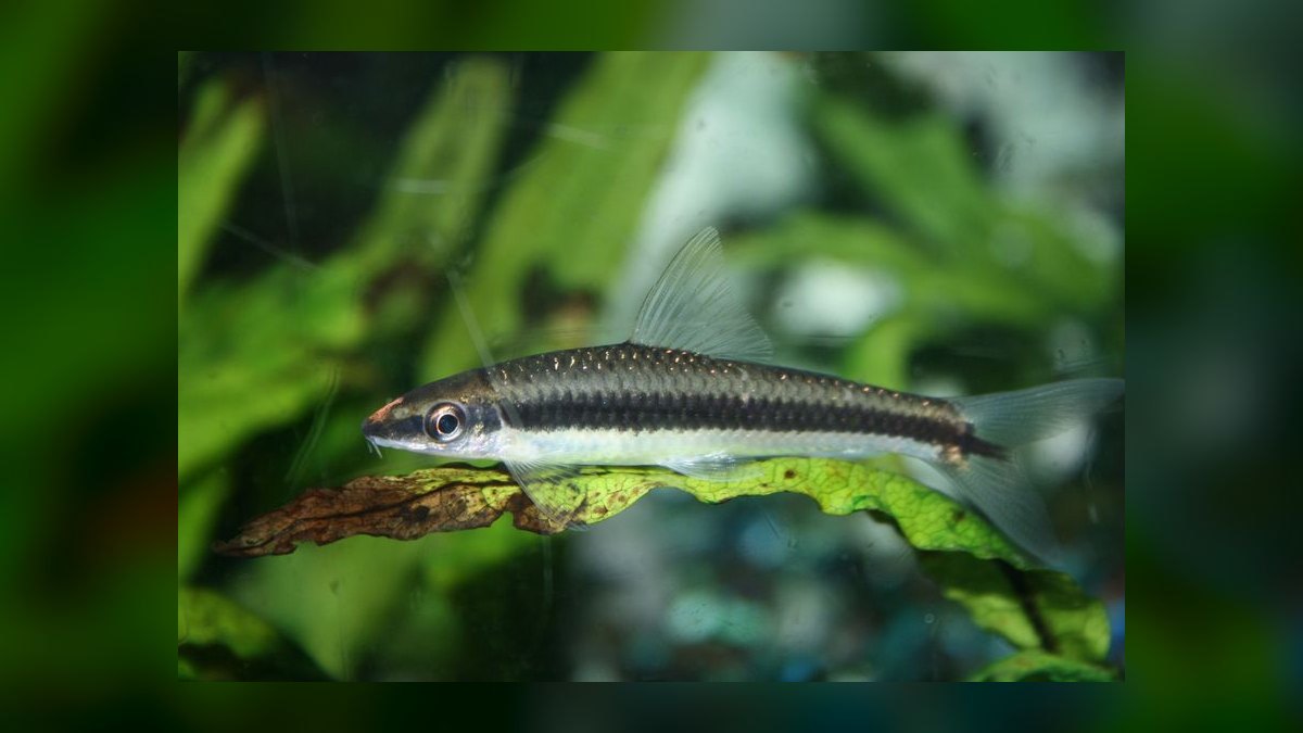 Top 10 Siamese Algae Eater vs Chinese Algae Eater Comparisons 2026 — figure 1