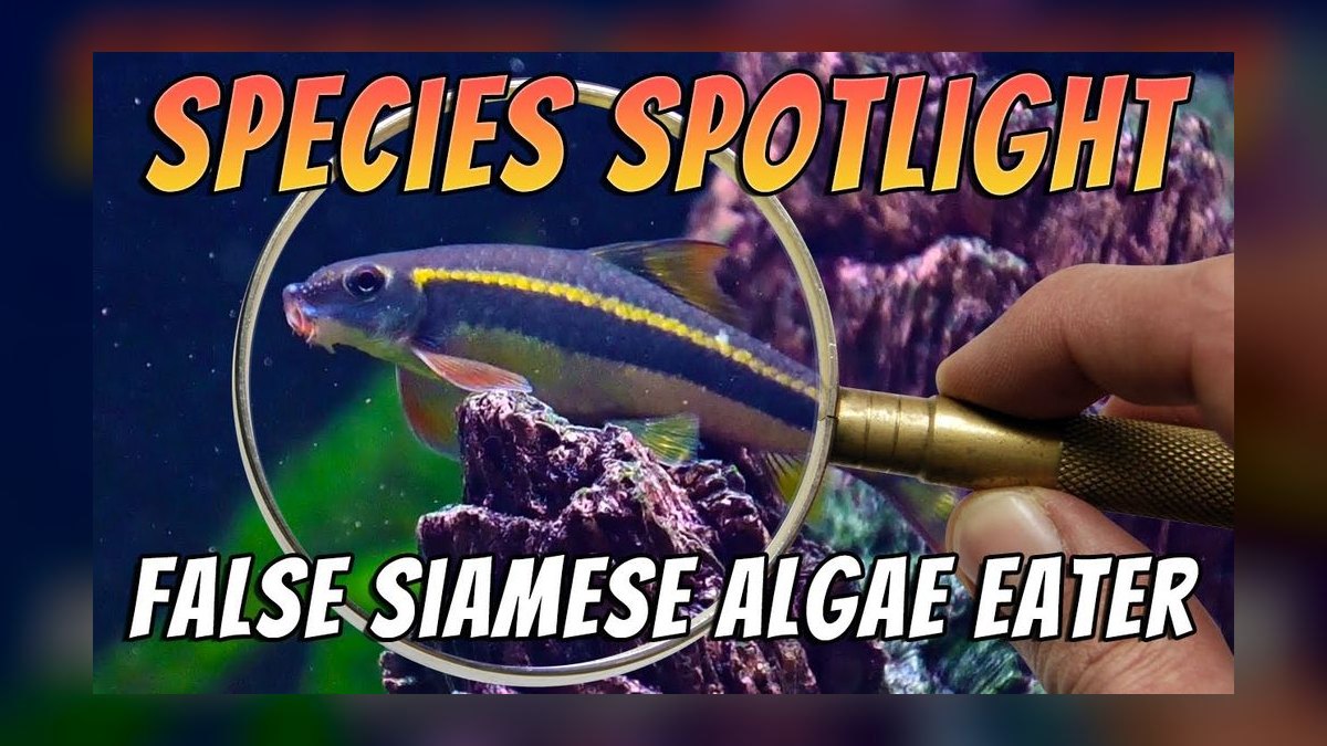 Top 10 Siamese Algae Eater vs Chinese Algae Eater Comparisons 2026 — figure 4