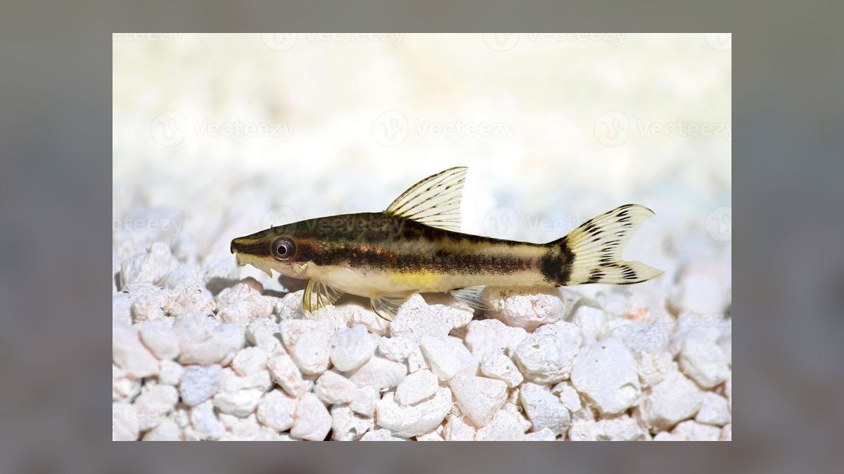 Top 10 Siamese Algae Eater vs Chinese Algae Eater Comparisons 2026 — figure 6