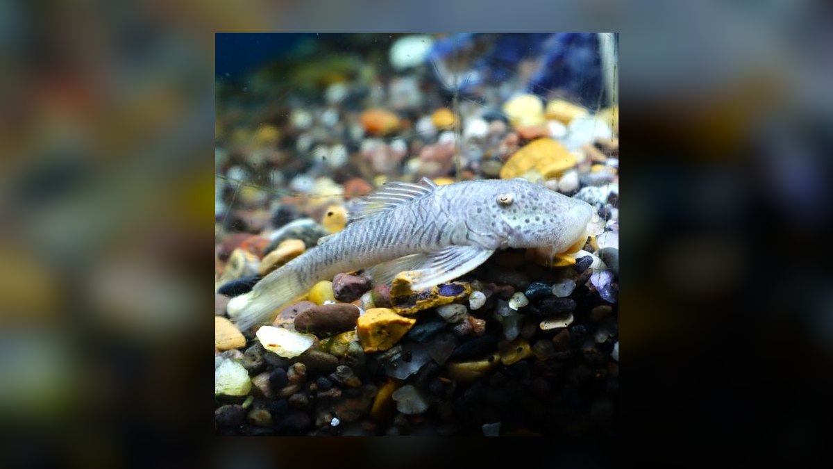 Top 10 Siamese Algae Eater vs Chinese Algae Eater Comparisons 2026 — figure 7