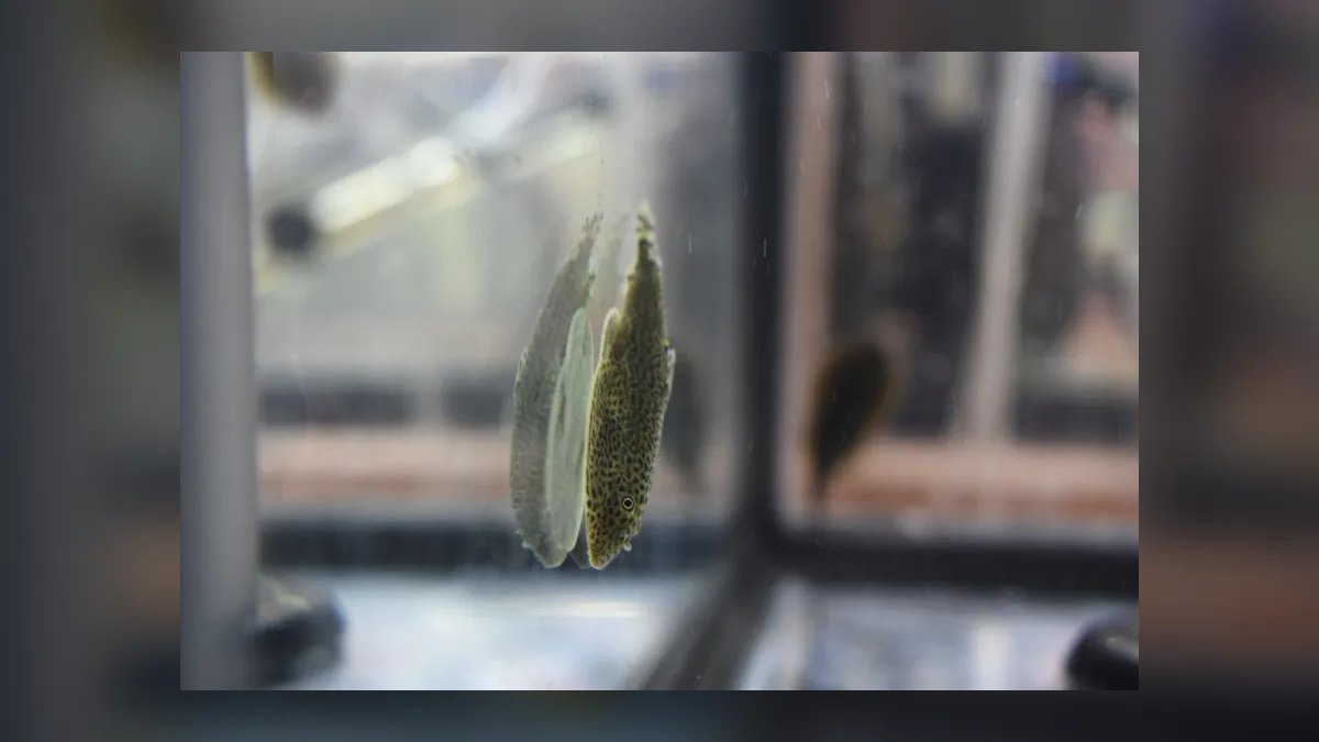 Top 10 Siamese Algae Eater vs Chinese Algae Eater Comparisons 2026 — figure 9