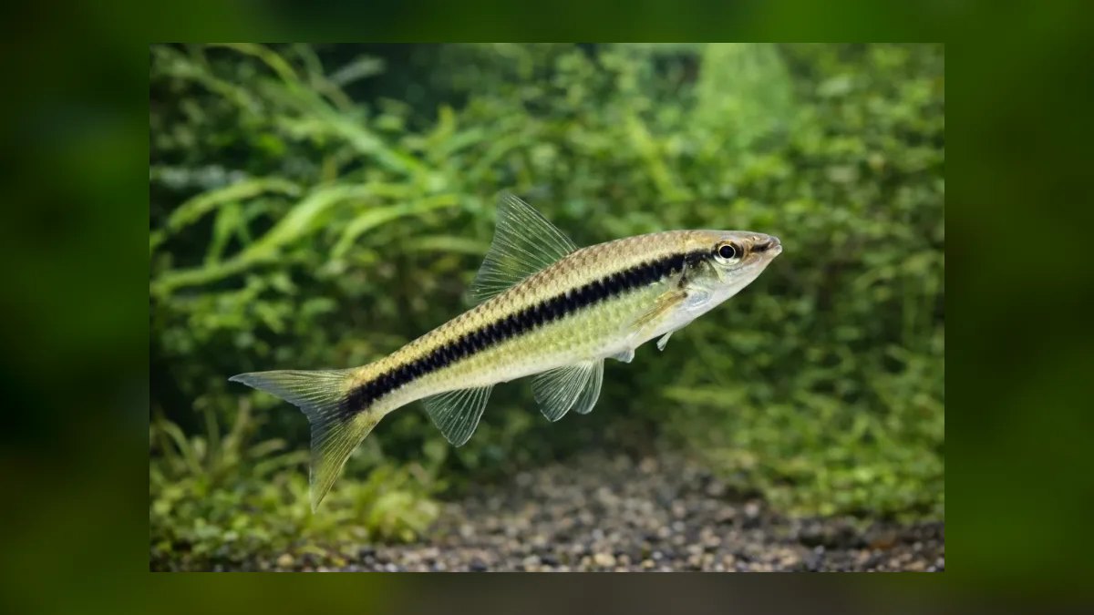 Top 10 Siamese Algae Eater vs Chinese Algae Eater Comparisons 2026