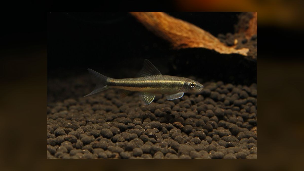 Top 10 Siamese Algae Eater vs Chinese Algae Eater Comparisons 2027 — figure 3