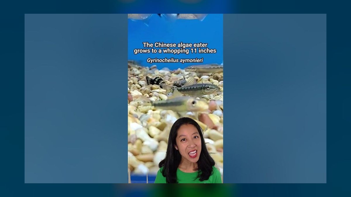 Top 10 Siamese Algae Eater vs Chinese Algae Eater Comparisons 2027 — figure 4
