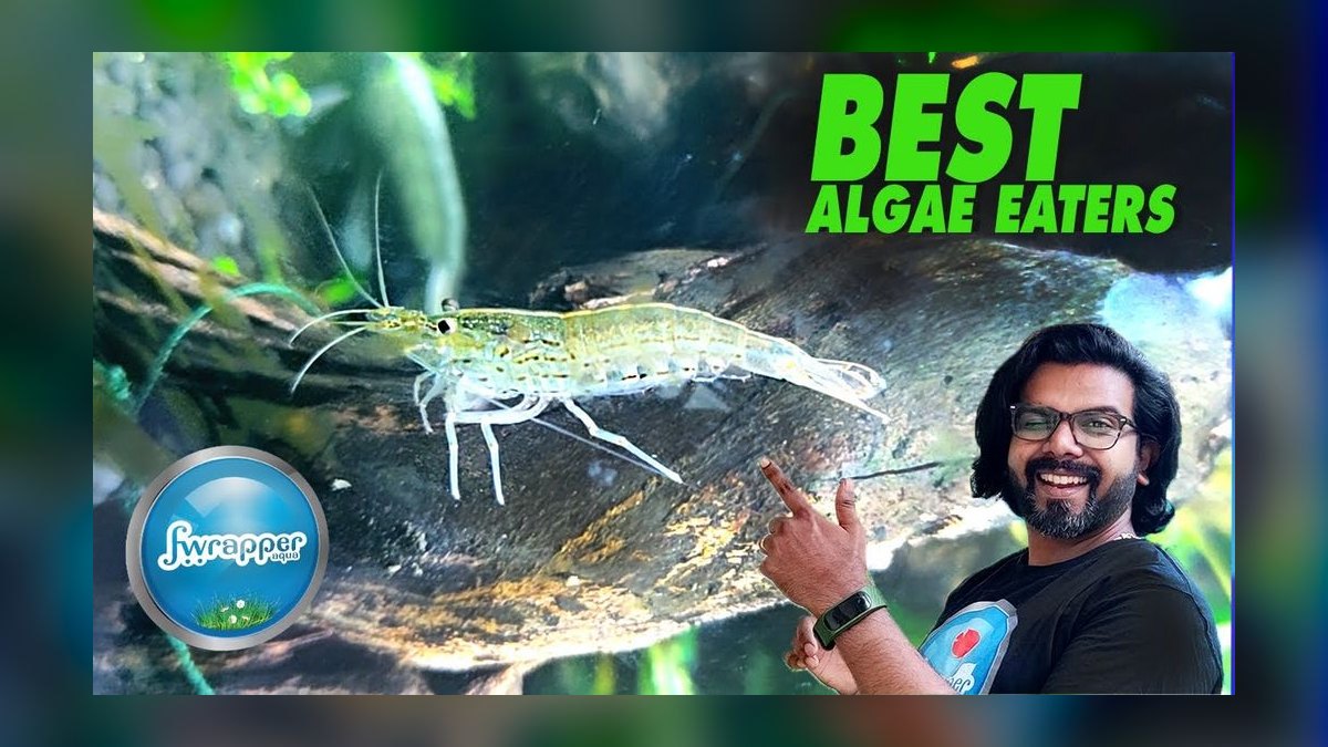 Top 10 Algae Eaters vs. Amano Shrimp for Planted Tanks in 2027 — figure 1