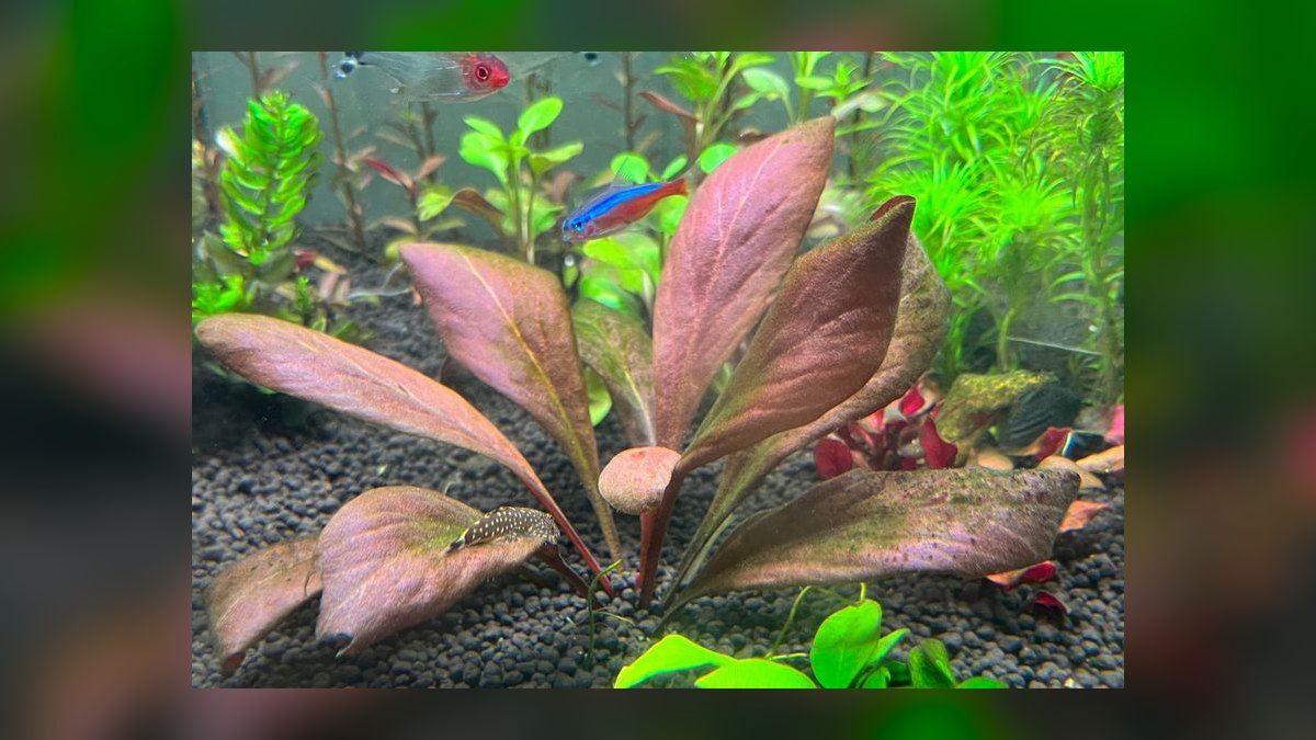 Top 10 Algae Eaters vs. Amano Shrimp for Planted Tanks in 2027 — figure 2