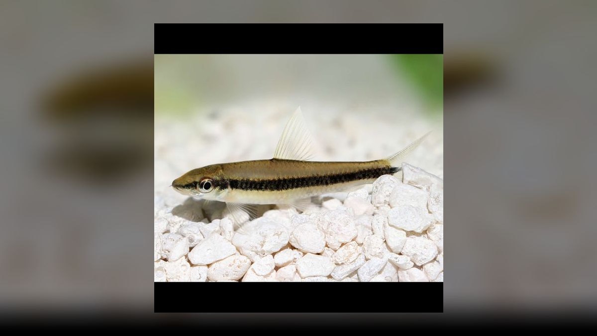 Top 10 Algae Eaters vs. Amano Shrimp for Planted Tanks in 2027 — figure 4