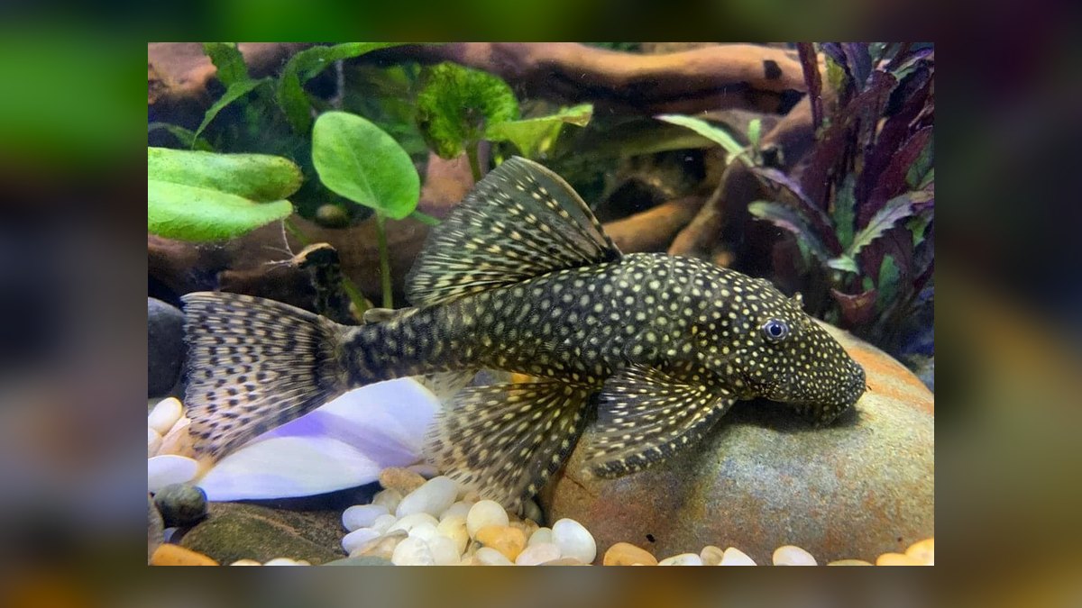 Top 10 Algae Eaters vs. Amano Shrimp for Planted Tanks in 2027 — figure 5