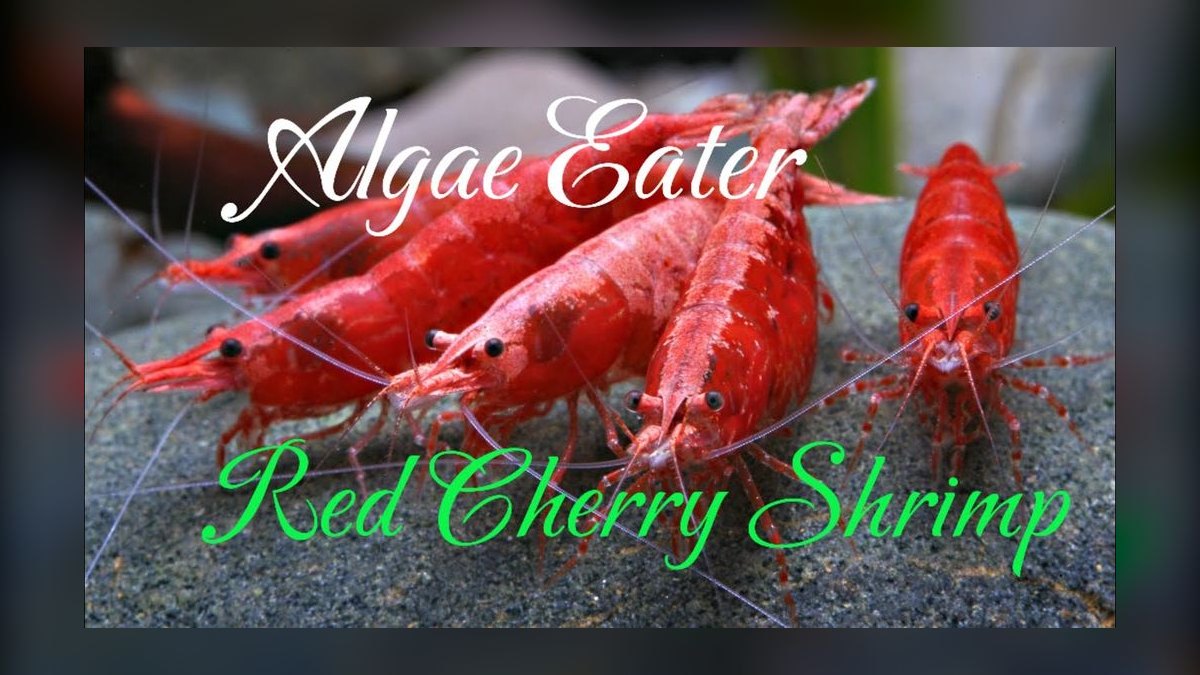 Top 10 Algae Eaters vs. Amano Shrimp for Planted Tanks in 2027 — figure 6