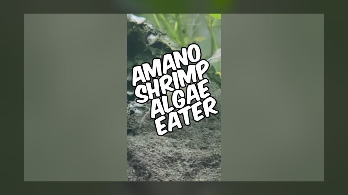 Top 10 Algae Eaters vs. Amano Shrimp for Planted Tanks in 2027