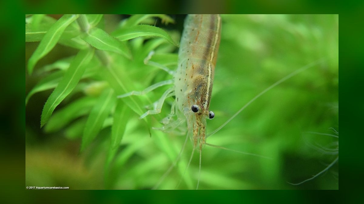 Top 10 Algae Eaters vs. Amano Shrimp for Planted Tanks in 2026 — figure 10
