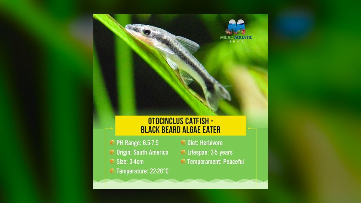 Top 10 Algae Eaters vs. Amano Shrimp for Planted Tanks in 2026 — figure 3