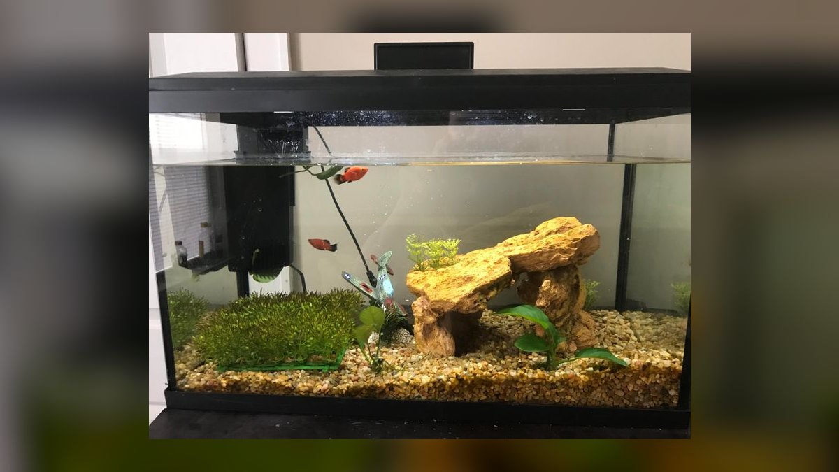 Top 10 Algae Eaters vs. Amano Shrimp for Planted Tanks in 2026 — figure 7
