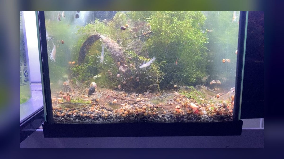 Top 10 Algae Eaters vs. Amano Shrimp for Planted Tanks in 2026 — figure 8