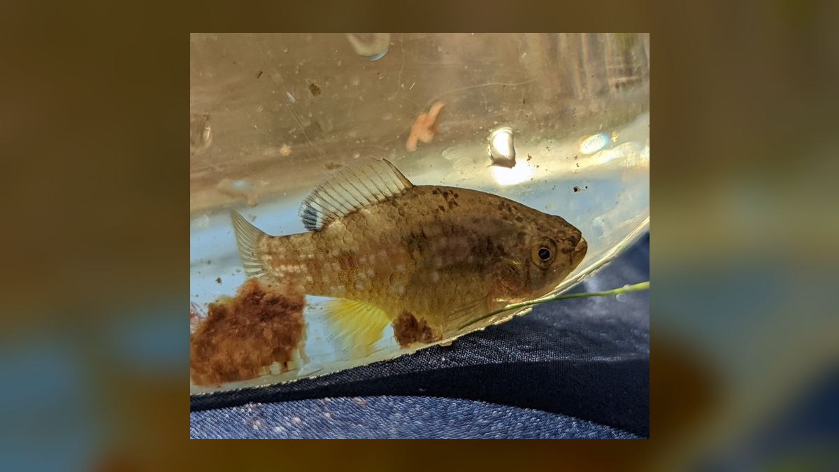 Top 10 Algae Eaters vs. Amano Shrimp for Planted Tanks in 2026 — figure 9